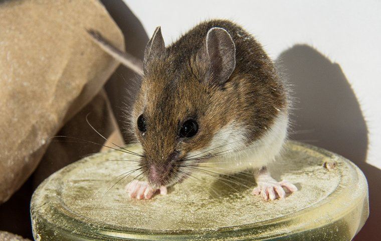 house mouse inside on a stool